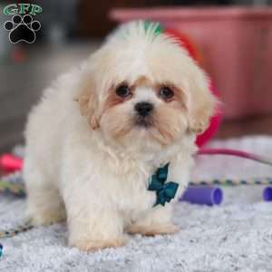 Blaze, Lhasa Apso Puppy