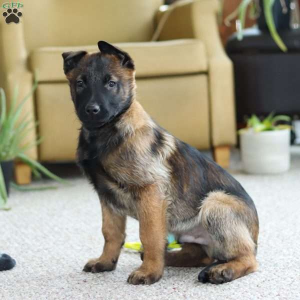 Blaze, Belgian Malinois Puppy