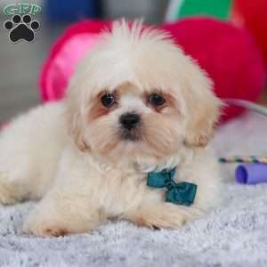 Blaze, Lhasa Apso Puppy