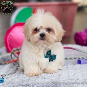 Blaze, Lhasa Apso Puppy