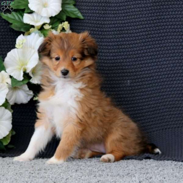 Bliss, Sheltie Puppy