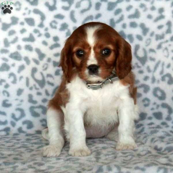 Bloom, Cavalier King Charles Spaniel Puppy