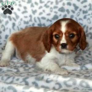 Bloom, Cavalier King Charles Spaniel Puppy