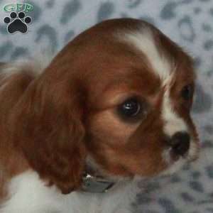 Bloom, Cavalier King Charles Spaniel Puppy