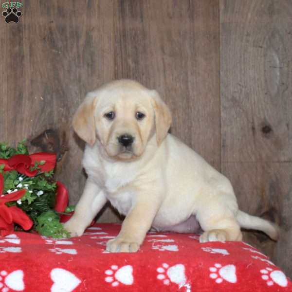 Blossom, Yellow Labrador Retriever Puppy