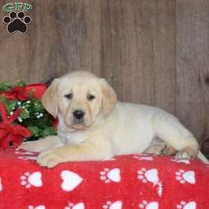 Blossom, Yellow Labrador Retriever Puppy