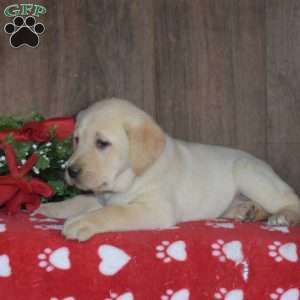 Blossom, Yellow Labrador Retriever Puppy