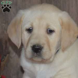 Blossom, Yellow Labrador Retriever Puppy