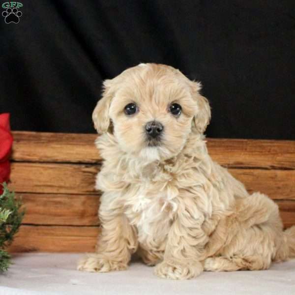 Blossom, Maltipoo Puppy