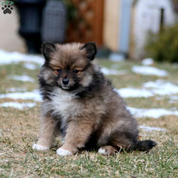 Blossom, Pomeranian Mix Puppy