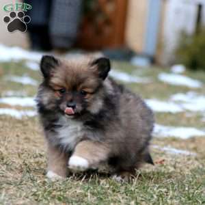 Blossom, Pomeranian Mix Puppy