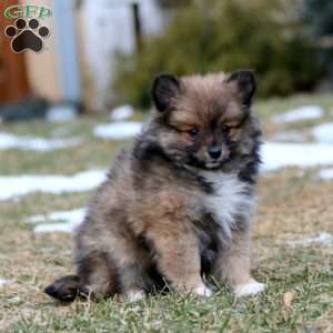 Blossom, Pomeranian Mix Puppy