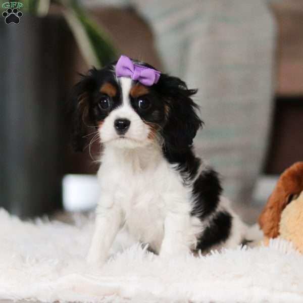 Blossom, Cavalier King Charles Spaniel Puppy