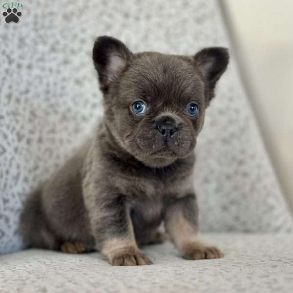 Bluebelle, French Bulldog Puppy