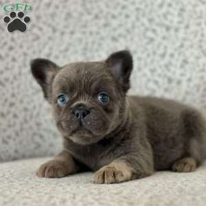 Bluebelle, French Bulldog Puppy