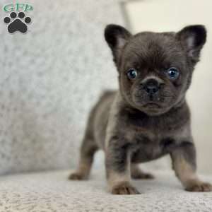 Bluebelle, French Bulldog Puppy