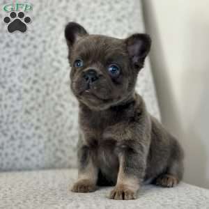 Bluebelle, French Bulldog Puppy