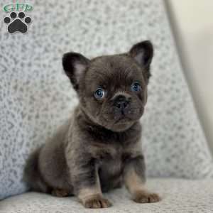 Bluebelle, French Bulldog Puppy