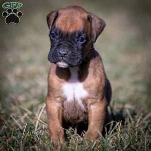 Bolt, Boxer Puppy