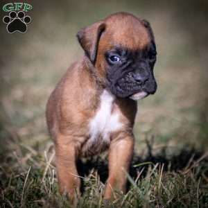 Bolt, Boxer Puppy