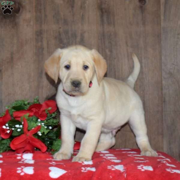 Bolt, Yellow Labrador Retriever Puppy