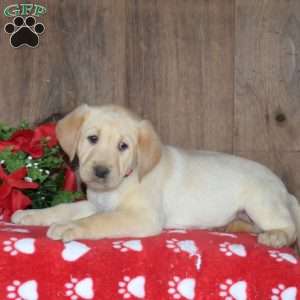 Bolt, Yellow Labrador Retriever Puppy