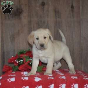 Bolt, Yellow Labrador Retriever Puppy