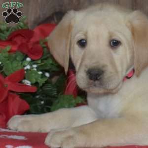 Bolt, Yellow Labrador Retriever Puppy