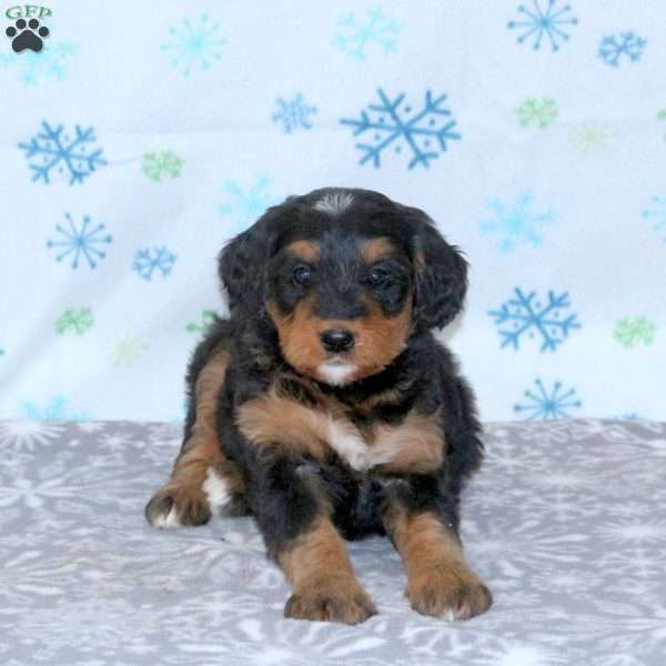 Bonnie, Bernese Mountain Dog Mix Puppy