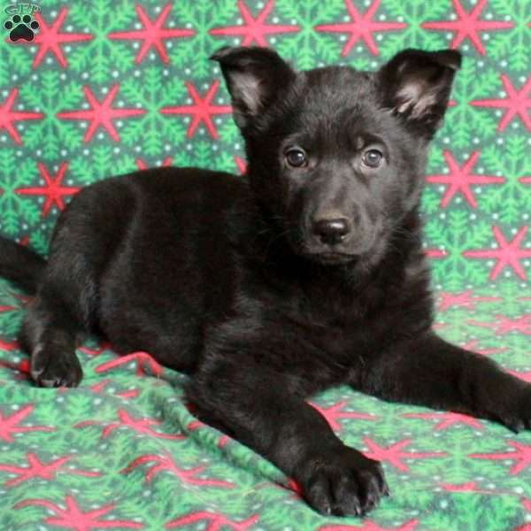 Bonnie, German Shepherd Puppy