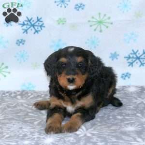 Bonnie, Bernese Mountain Dog Mix Puppy