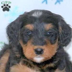 Bonnie, Bernese Mountain Dog Mix Puppy