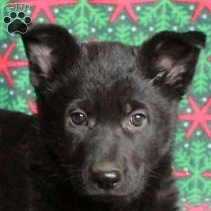 Bonnie, German Shepherd Puppy