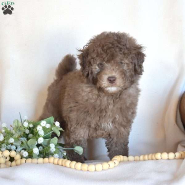 Boots, Miniature Poodle Puppy