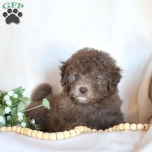 Boots, Miniature Poodle Puppy