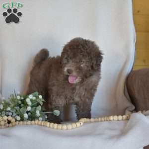 Boots, Miniature Poodle Puppy