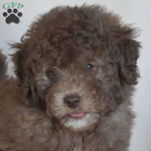 Boots, Miniature Poodle Puppy