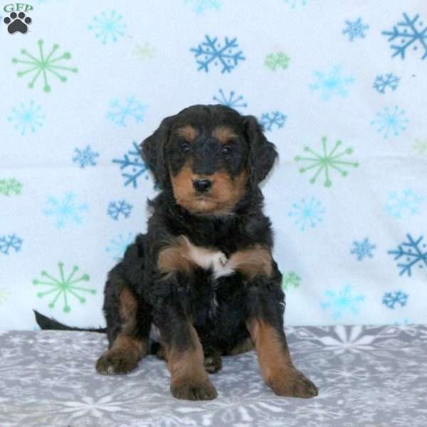 Boyd, Bernese Mountain Dog Mix Puppy