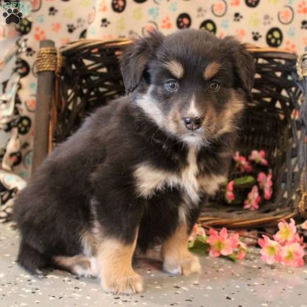 Bradley, Bernese Mountain Dog Mix Puppy