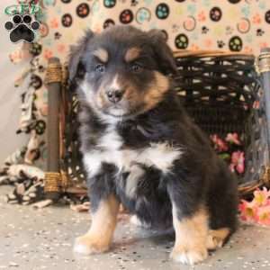 Bradley, Bernese Mountain Dog Mix Puppy