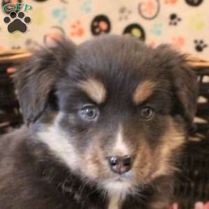 Bradley, Bernese Mountain Dog Mix Puppy