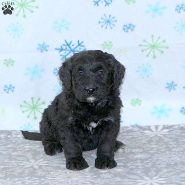 Brady, Bernese Mountain Dog Mix Puppy