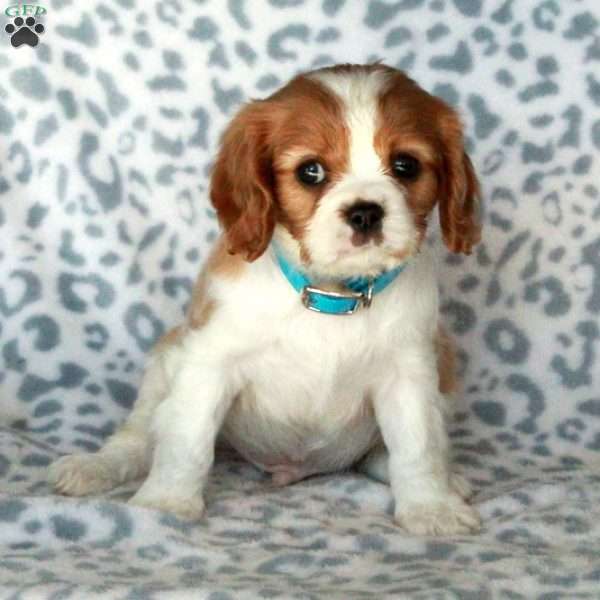 Brady, Cavalier King Charles Spaniel Puppy