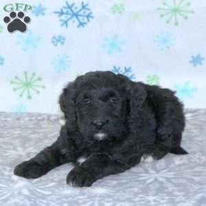 Brady, Bernese Mountain Dog Mix Puppy