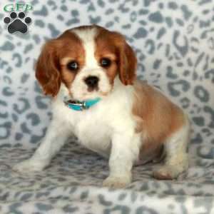 Brady, Cavalier King Charles Spaniel Puppy