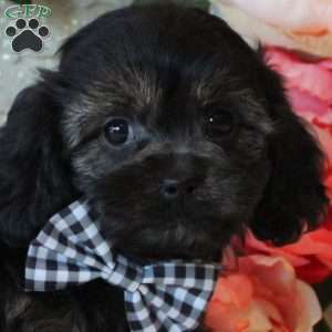 Brady, Cavapoo Puppy