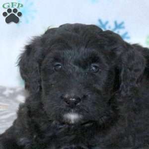 Brady, Bernese Mountain Dog Mix Puppy