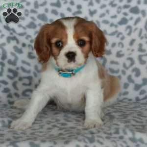 Brady, Cavalier King Charles Spaniel Puppy