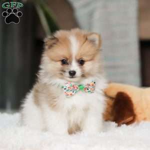 Pomeranian Puppies For Sale - Greenfield Puppies