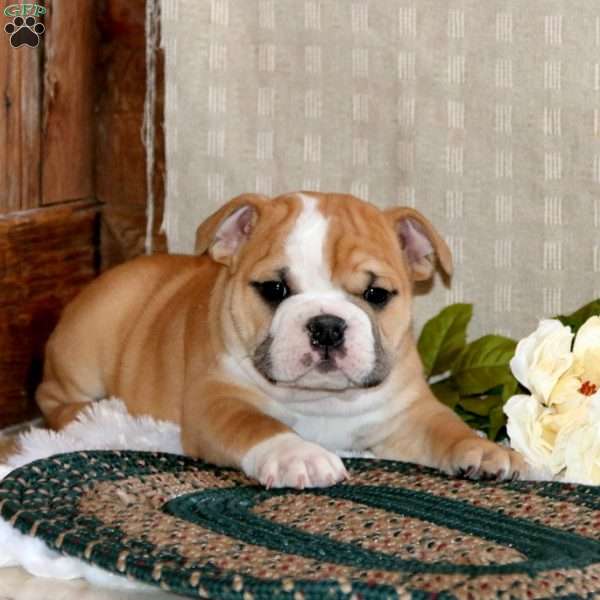 Brandi, English Bulldog Puppy